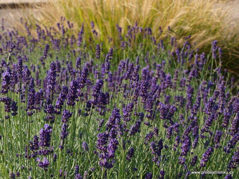Levandule úzkolistá 'Lavance Purple' - Lavandula angustifolia 'Lavance Purple'