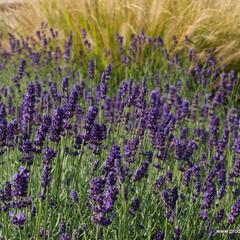 Levandule úzkolistá 'Lavance Purple' - Lavandula angustifolia 'Lavance Purple'
