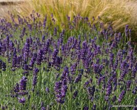 Levandule úzkolistá 'Lavance Purple'