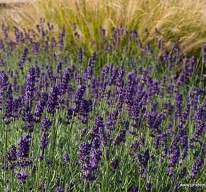 Levandule úzkolistá 'Lavance Purple' - Lavandula angustifolia 'Lavance Purple'