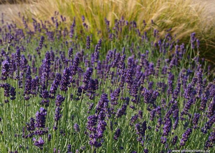 Levandule úzkolistá 'Lavance Purple' - Lavandula angustifolia 'Lavance Purple'