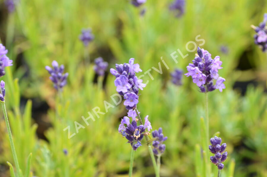 Levandule úzkolistá 'Ellagance Purple' - Lavandula angustifolia 'Ellagance Purple'