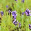 Levandule úzkolistá 'Ellagance Purple' - Lavandula angustifolia 'Ellagance Purple'