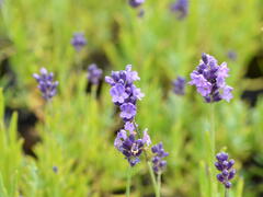 Levandule úzkolistá 'Ellagance Purple' - Lavandula angustifolia 'Ellagance Purple'