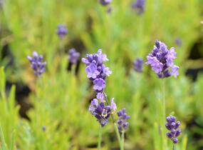 Levandule úzkolistá 'Ellagance Purple' - Lavandula angustifolia 'Ellagance Purple'