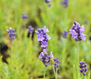 Levandule úzkolistá 'Ellagance Purple' - Lavandula angustifolia 'Ellagance Purple'
