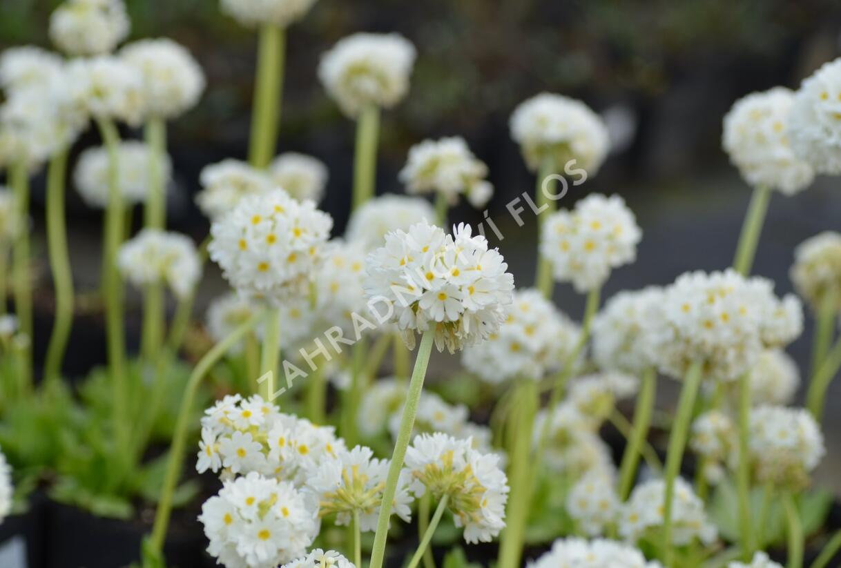 Prvosenka zoubkatá 'Corolla White' - Primula denticulata 'Corolla White'