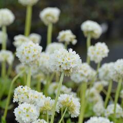 Prvosenka zoubkatá 'Corolla White' - Primula denticulata 'Corolla White'