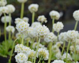 Prvosenka zoubkatá 'Corolla White'