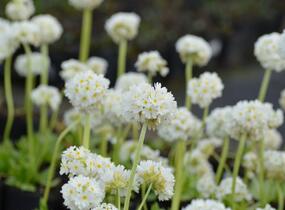 Prvosenka zoubkatá 'Corolla White' - Primula denticulata 'Corolla White'