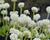 Prvosenka zoubkatá 'Corolla White'