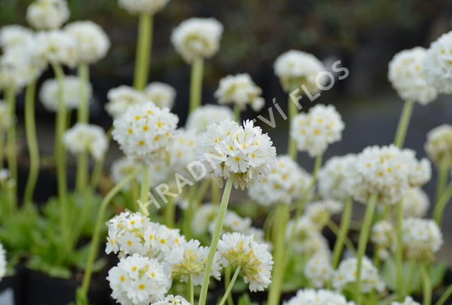 Prvosenka zoubkatá 'Corolla White' - Primula denticulata 'Corolla White'