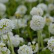 Prvosenka zoubkatá 'Corolla White' - Primula denticulata 'Corolla White'