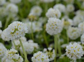 Prvosenka zoubkatá 'Corolla White' - Primula denticulata 'Corolla White'
