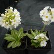 Prvosenka zoubkatá 'Corolla White' - Primula denticulata 'Corolla White'