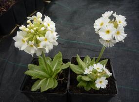 Prvosenka zoubkatá 'Corolla White' - Primula denticulata 'Corolla White'