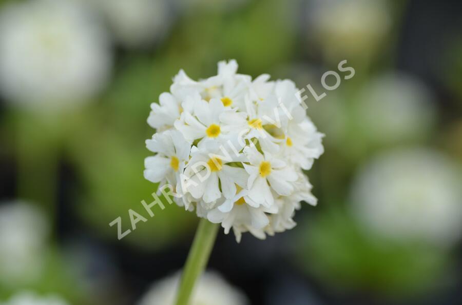 Prvosenka zoubkatá 'Corolla White' - Primula denticulata 'Corolla White'