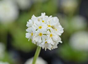 Prvosenka zoubkatá 'Corolla White' - Primula denticulata 'Corolla White'