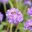 Prvosenka zoubkatá 'Corolla Blue' - Primula denticulata 'Corolla Blue'