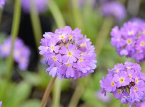 Prvosenka zoubkatá 'Corolla Blue' - Primula denticulata 'Corolla Blue'