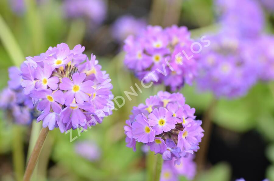 Prvosenka zoubkatá 'Corolla Blue' - Primula denticulata 'Corolla Blue'