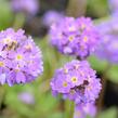 Prvosenka zoubkatá 'Corolla Blue' - Primula denticulata 'Corolla Blue'