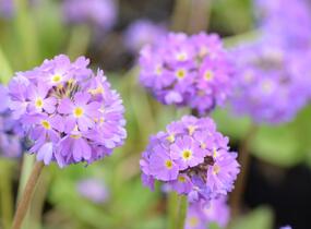 Prvosenka zoubkatá 'Corolla Blue' - Primula denticulata 'Corolla Blue'