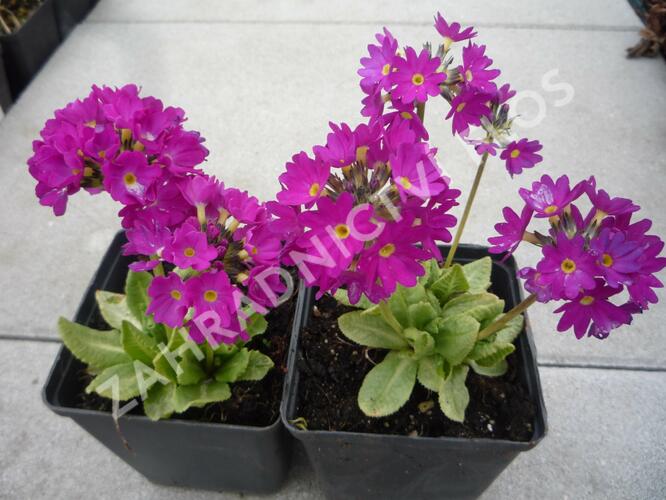 Prvosenka zoubkatá 'Rubin' - Primula denticulata 'Rubin'