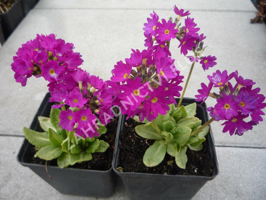 Prvosenka zoubkatá 'Rubin' - Primula denticulata 'Rubin'