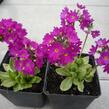 Prvosenka zoubkatá 'Rubin' - Primula denticulata 'Rubin'