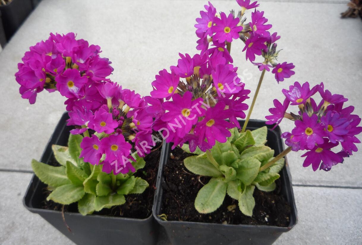 Prvosenka zoubkatá 'Rubin' - Primula denticulata 'Rubin'