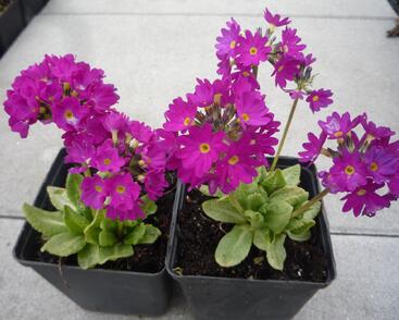 Prvosenka zoubkatá 'Rubin'