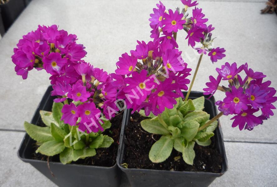 Prvosenka zoubkatá 'Rubin' - Primula denticulata 'Rubin'