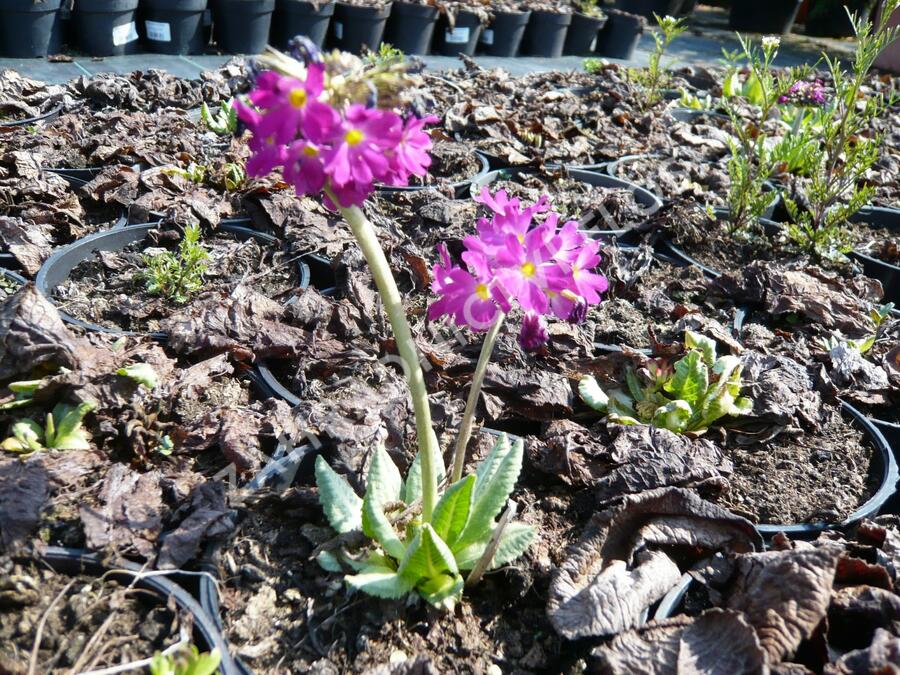 Prvosenka zoubkatá 'Rubin' - Primula denticulata 'Rubin'