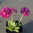 Prvosenka zoubkatá 'Rubin' - Primula denticulata 'Rubin'