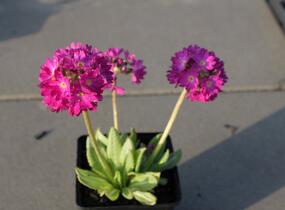 Prvosenka zoubkatá 'Rubin' - Primula denticulata 'Rubin'
