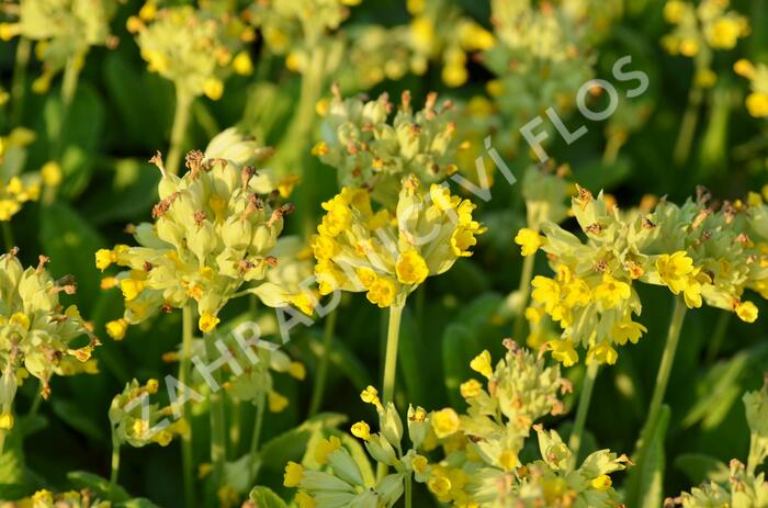 Prvosenka jarní 'Cabrillo Yellow' - Primula veris 'Cabrillo Yellow'