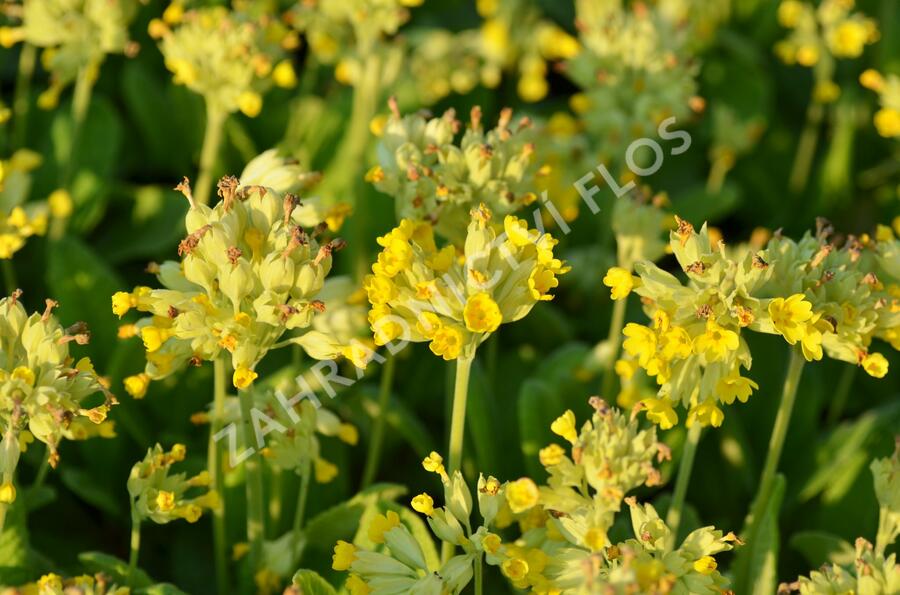 Prvosenka jarní 'Cabrillo Yellow' - Primula veris 'Cabrillo Yellow'