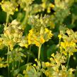 Prvosenka jarní 'Cabrillo Yellow' - Primula veris 'Cabrillo Yellow'