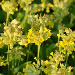 Prvosenka jarní 'Cabrillo Yellow' - Primula veris 'Cabrillo Yellow'