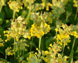 Prvosenka jarní 'Cabrillo Yellow'
