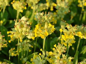 Prvosenka jarní 'Cabrillo Yellow' - Primula veris 'Cabrillo Yellow'