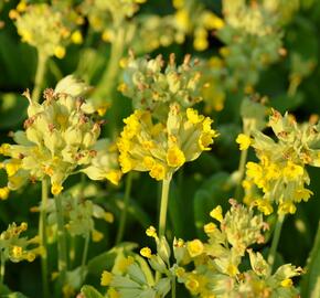 Prvosenka jarní 'Cabrillo Yellow' - Primula veris 'Cabrillo Yellow'