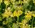 Prvosenka jarní 'Cabrillo Yellow'