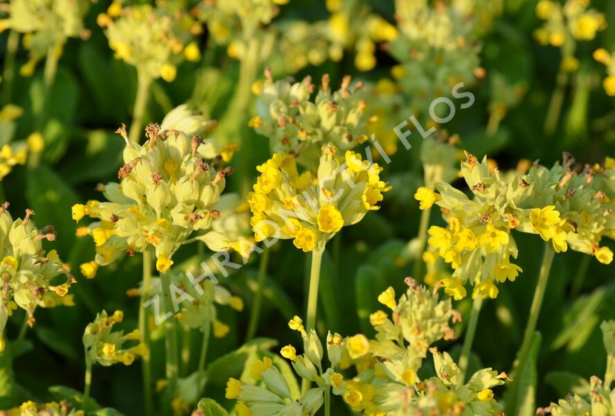 Prvosenka jarní 'Cabrillo Yellow' - Primula veris 'Cabrillo Yellow'