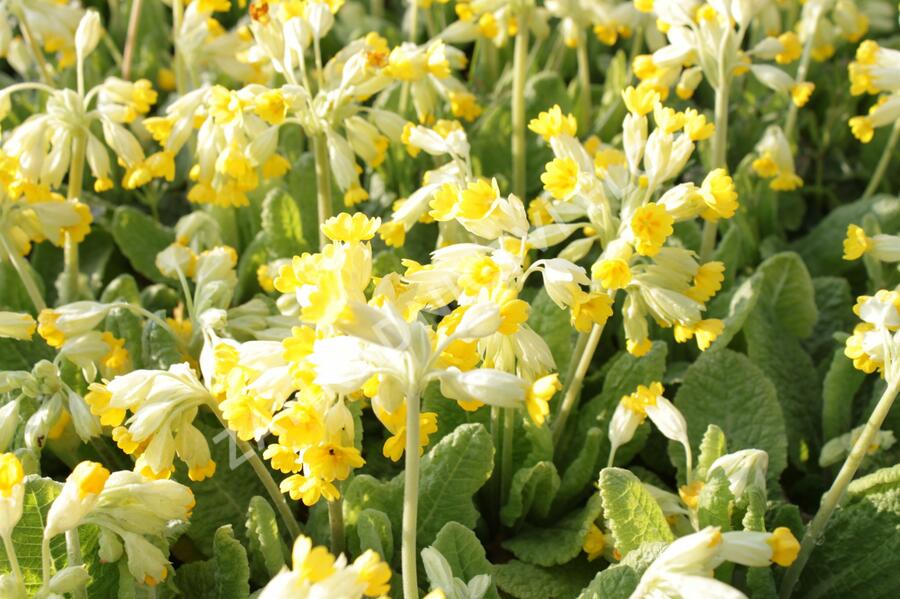 Prvosenka jarní 'Cabrillo Yellow' - Primula veris 'Cabrillo Yellow'