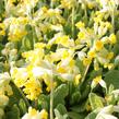 Prvosenka jarní 'Cabrillo Yellow' - Primula veris 'Cabrillo Yellow'