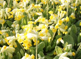 Prvosenka jarní 'Cabrillo Yellow' - Primula veris 'Cabrillo Yellow'