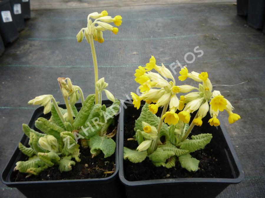 Prvosenka jarní 'Cabrillo Yellow' - Primula veris 'Cabrillo Yellow'