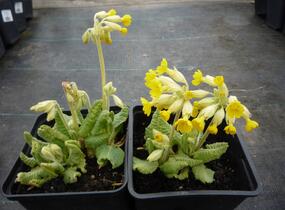 Prvosenka jarní 'Cabrillo Yellow' - Primula veris 'Cabrillo Yellow'